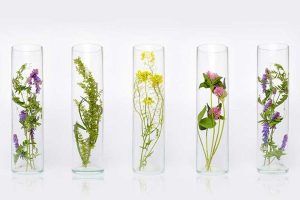 Fragrance
